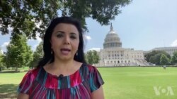 Jonli efir: Toshkent anjumani qanday meva berishi mumkin?