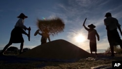 Myanmar farmers work in a rice field close to Myanmar International Convention Center, the venue of the 25th Association of Southeast Asian Nations (ASEAN) summit, in Naypyitaw, Myanmar.