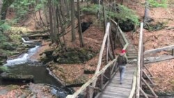 An Autumn Walk in the Woods