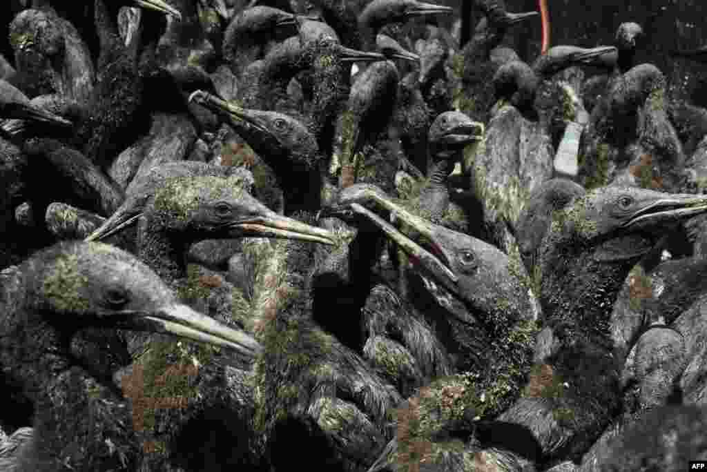 Beberapa dari 1.200 anak burung langka Cape Cormorant sedang dirawat setelah diselamatkan dari Pulau Robben di Yayasan Afrika Selatan untuk Konservasi Burung Pesisir (SANCCOB), di Cape Town. (Foto: AFP)&nbsp;