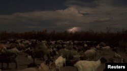 Un troupeau appartenant à des éleveurs nomades, à l'intérieur d'un kraal de Turkana, dans la zone contestée du triangle d'Ilemi, au nord-ouest du Kenya, près des frontières avec l'Éthiopie et le Sud-Soudan, le 14 octobre 2013.