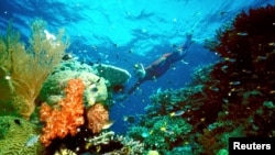 FILE - A tourist swims on the Great Barrier Reef in this undated file picture. 