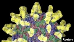 عام سردی کے وائرس rhinovirus 16 کا کمپیوٹر سے بنایا گیا مصنوعی ماڈل