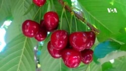 شکایت باغداران افغان