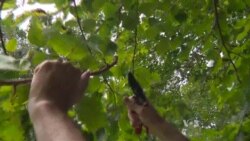 From Destructive Plants to Paper, Inks and Beautiful Works of Art