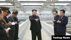 រូបថតឯកសារ៖ មេដឹកនាំ​កូរ៉េ​ខាង​ជើង​ Kim Jong Un ផ្តល់​ការ​ណែនាំ​ដល់​ក្រុម​មួយ​ឈ្មោះ​ថា​ Taedonggang Terrapin Farm នៅ​ក្រុង​ព្យុងយ៉ាង​។ 