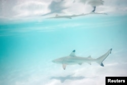 The Wider Image: Sharks, tourists jostle for space around Thai destination island