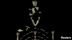 Lucy, a 3.18 million-year-old fossil specimen of Australopithecus afarensis is shown in this image from the University of Texas at Austin, for release Nov. 30, 2016. (Courtesy John Kappelman/The University of Texas at Austin)