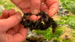 ครีมกันเเดดในอนาคตอาจทำจากสาหร่ายทะเล