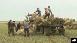 지난 10월 북한 황해남도에서 농부들이 곡식을 수확하고 있다. 북한 동영상 화면을 캡처했다.