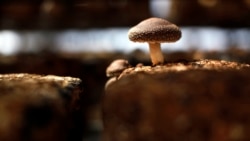 Quiz - Mushroom Hunting Gains Popularity in US