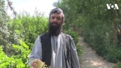 کندهار: د انګورو په ځینو باغونو کې مرض خپور شوی