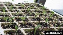 Expert gardener Lee Reich shows his lettuce sprouts growing in a greenhouse. When conditions are ready, he will transplant them into his garden, Feb. 5, 2009. (AP Photo/Lee Reich)