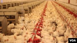 Limbah kotoran ayam bisa diubah menjadi bahan bakar biomassa padat yang mudah terbakar (foto: ilustrasi). 