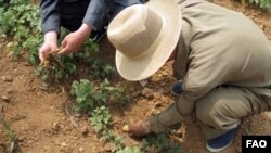 FAO 관계자가 북한 황해도의 이모작 재배지를 방문해 조사하고 있다.