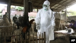 Seorang petugas di Bali dalam proses pemusnahan unggas untuk menghindari flu burung. (Foto: Dok)