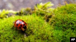 This March 22, 2014 photo shows a ladybug on a residential property in Langley, Washington. (AP Photo/Dean Fosdick)