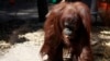 Orangutan yang Diberi Status Manusia, Kini Menetap di Tempat Baru di Florida