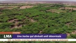 Une mauvaise herbe pour une vie meilleure