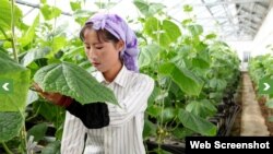 독일 구호단체 '벨트훙게르힐페', 세계기아원조의 지원을 받는 북한 농장. 사진 제공: 벨트훙게르힐페.