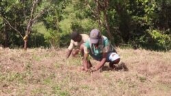 A Madagascar, une victoire climatique grâce au reboisement