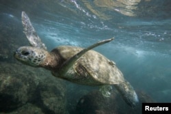 A green sea turtle is seen off the coast of Oahu, Hawaii April 8, 2006.
