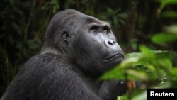 FILE - A Grauer's gorilla, or eastern lowland gorilla, is seen in the Kahuzi-Biega National Park in South Kivu, eastern Democratic Republic of Congo.
