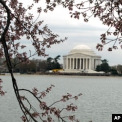 US Cherry Blossom Festival Begins With Fundraiser for Japan Quake Victims