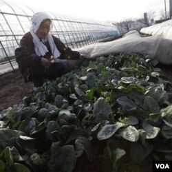Chiyoko Kaizuka, petani berusia 83 tahun, sedang memeriksa tanaman bayam di tanah pertaniannya.