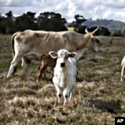 Ranchers take advantage of the wide open spaces of the west to give their cattle room to graze but that also makes things easier for thieves.