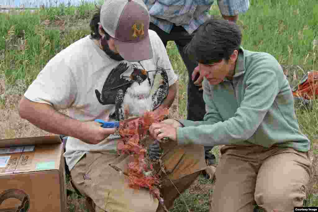 Montana Osprey Project disentangles an osprey chick last month near Missoula. (Courtesy of Erick Greene, Univ. of Montana) 