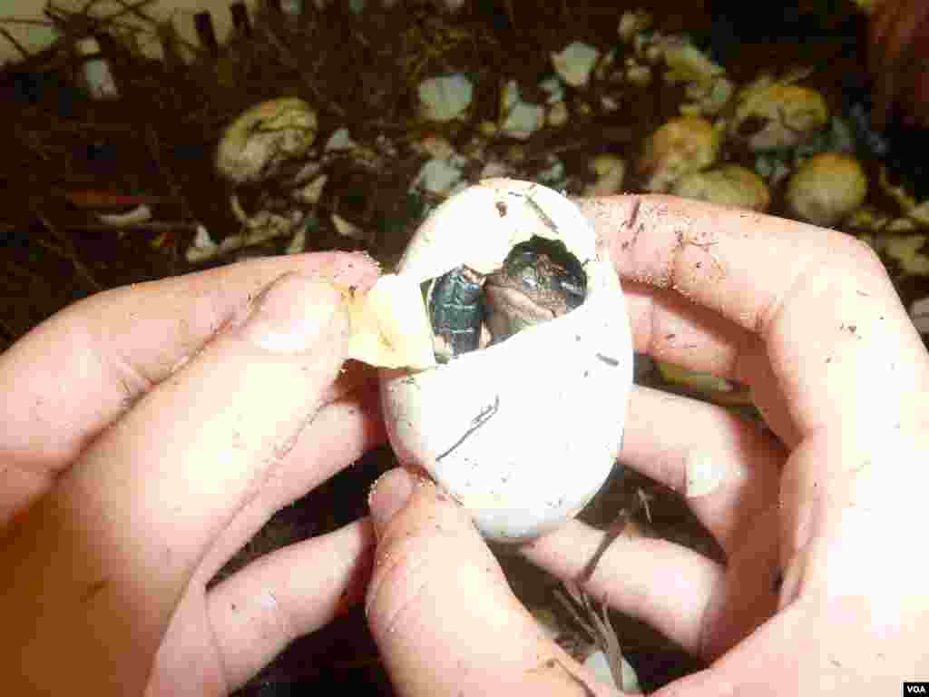 This newly-hatched alligator is one of 100,000 on Mark Glass' farm and will eventually be slaughtered for its skin and meat. (VOA/P. Graitcer)