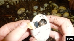 Alligator Farm Turns Out Prized Skins for Purses