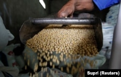 Seorang pekerja tampak menyortir biji kedelai di salah satu gudang pabrik pembuatan tempe dan tahu di Jakarta, pada 25 Juli 2012. (Foto: Reuters/Supri)