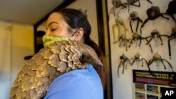 L'infirmière vétérinaire, Alicia Abbott, du groupe de travail sur les pangolins africains en Afrique du Sud tient un pangolin, dans un hôpital vétérinaire de la faune à Johannesburg, en Afrique du Sud, le 18 octobre 2020.