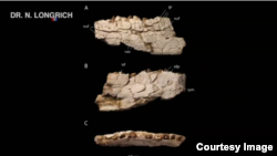 The newly discovered fossil of the Chenanisaurus Barbaricus