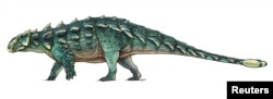 A life recreation of the newly discovered armored dinosaur named Zuul crurivastator from northern Montana seen in this illustration provided by the Royal Ontario Museum in Toronto, Canada, handout photo received May 9, 2017.
