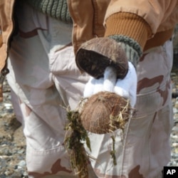 Coconut shells might be tasty to the Hindu gods but they can also poison the fish in Jamaica Bay.