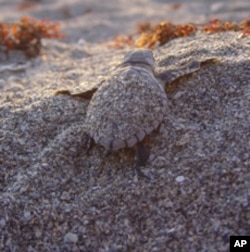 This loggerhead sea turtle on its way to the ocean is the most common of Florida's sea turtles.