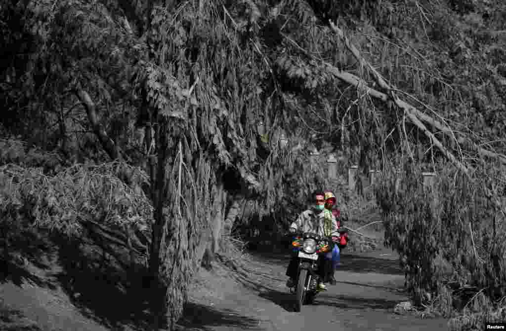 د اندونیزیا د نادیزاري کلي اوسیدونکي د برامو غره په لمن کې د هغو ونو له منځ نه د تیریدو په حال کې چې د اور غرځونکي غره ایرو پوښولي دي