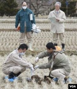Para peneliti di Jepang memeriksa kandungan tanah persawahan pasca bencana tsunami. Menjadi tantangan bagi ilmuwan untuk menghasilkan varietas yang cocok dengan kondisi tanah setelah terkontaminasi air laut (foto: dok).