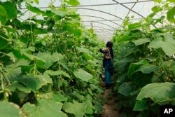 A woman works on her farm in Youssifiyah, Iraq, April 23, 2019. In the farming region, just south of the capital, canals that were empty last year are flush with water.