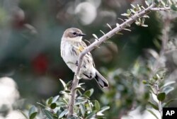 FILE - A warbler is seen sitting on a branch during a bird count on the Gulf Coast in Grand Isle, Louisiana.