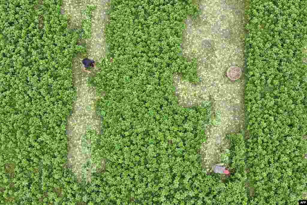 방글라데시 다카의 시금치밭.