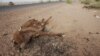 Cattle decompose under the Saharan sun outside the town of Ayoun el Atrous in Mauritania, May 20, 2012.