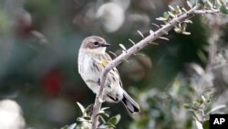 FILE - This warbler was caught by a photographer during a bird count in Grand Isle, Louisiana.