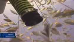 Baliqchilik kelajagi