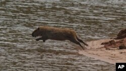 A capybara jumps into the Jaguari dam, which is part of the Cantareira System, responsible for providing water to the Sao Paulo metropolitan area, in Braganca Paulista, Brazil, Wednesday, Aug. 25, 2021. (AP Photo/Andre Penner)