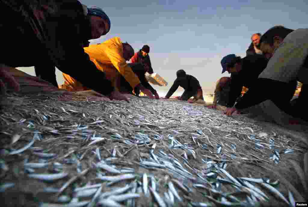 Fransiya baliqchilari