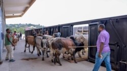 ኢትዮጵያ ከቁም እንስሳት ሃብቷ ተጠቃሚ እንድትሆን ላኪዎችን የሚያበረታቱ አስራሮችን መተግበር እንደሚገባት ተገለጸ